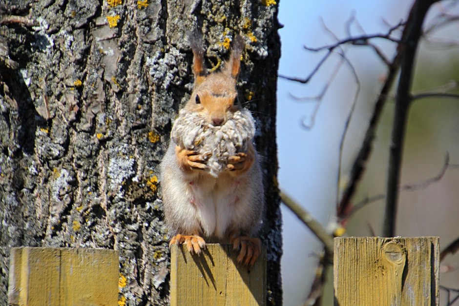 Домик белки Гайно