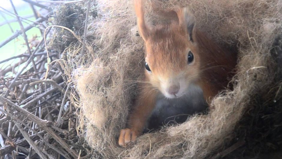 Гнездо белки Гайно