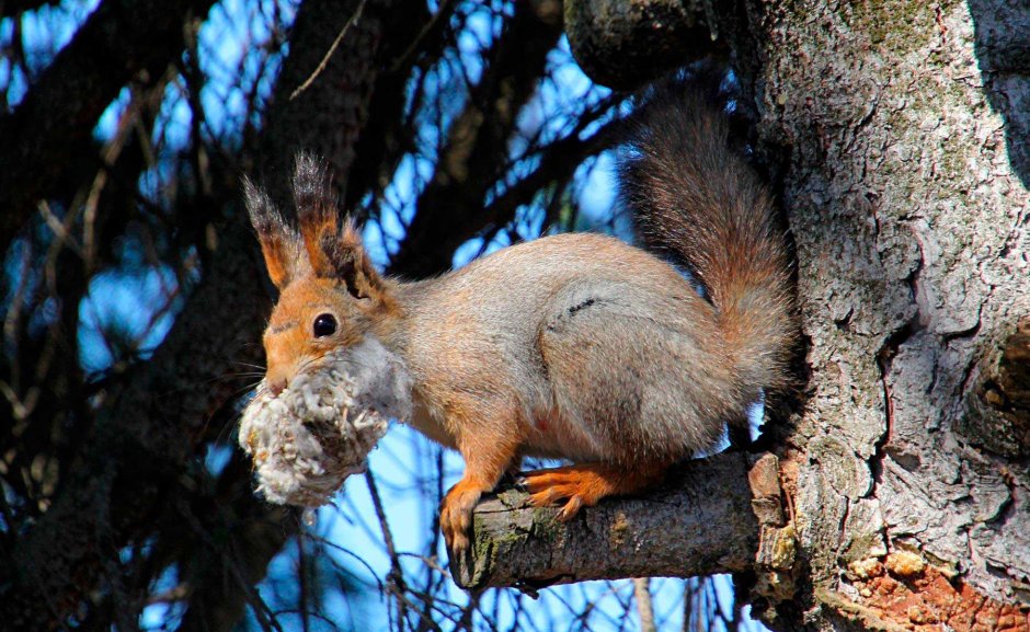 Белка Гайно