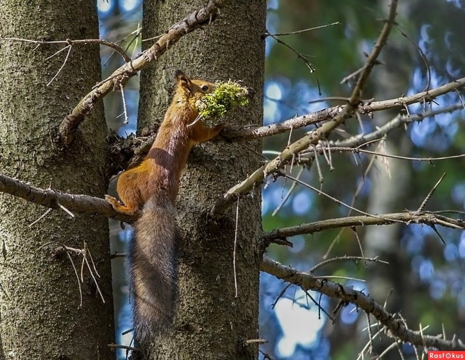 Жилище белки