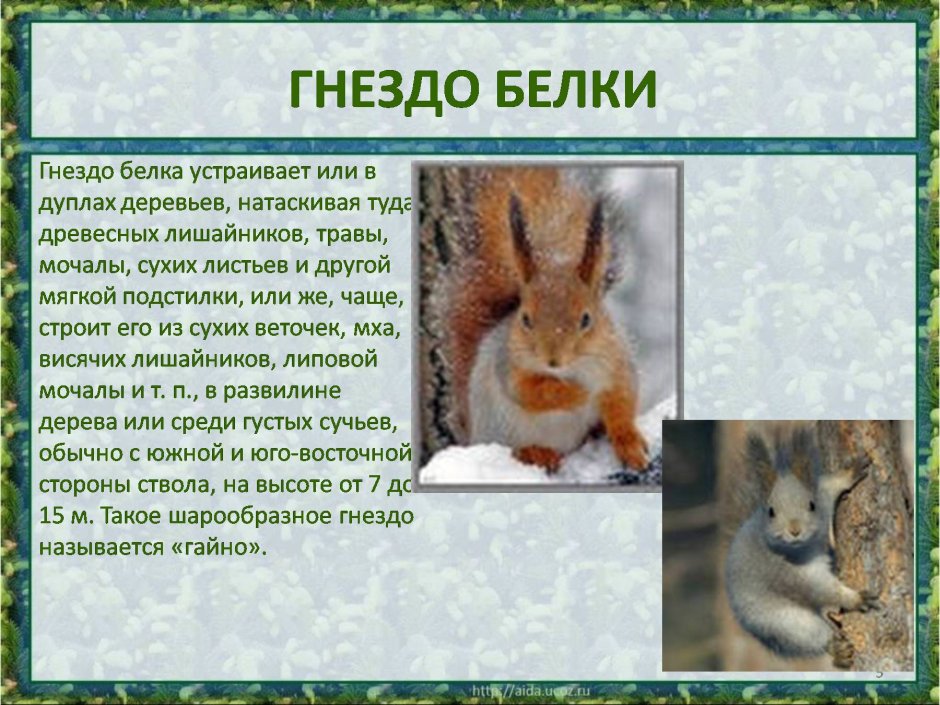 Презентация на тему белка