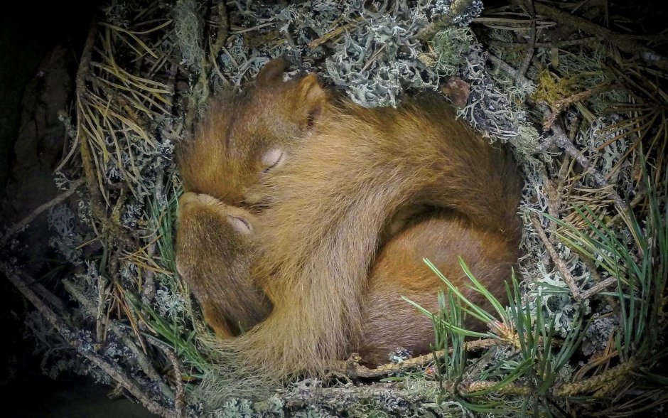 Спящие белочки