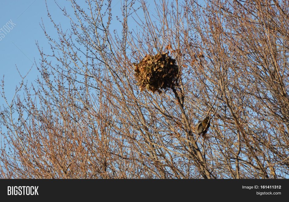 Шарообразные гнезда для белки