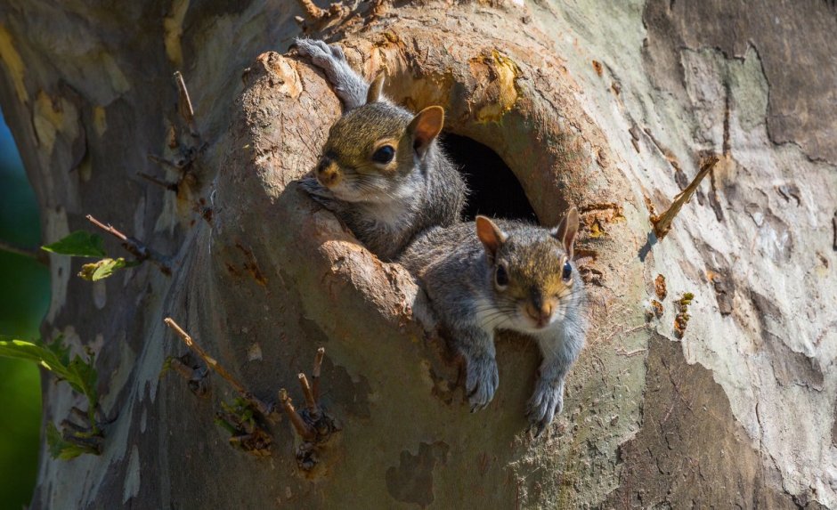 Беличье гнездо Гайно