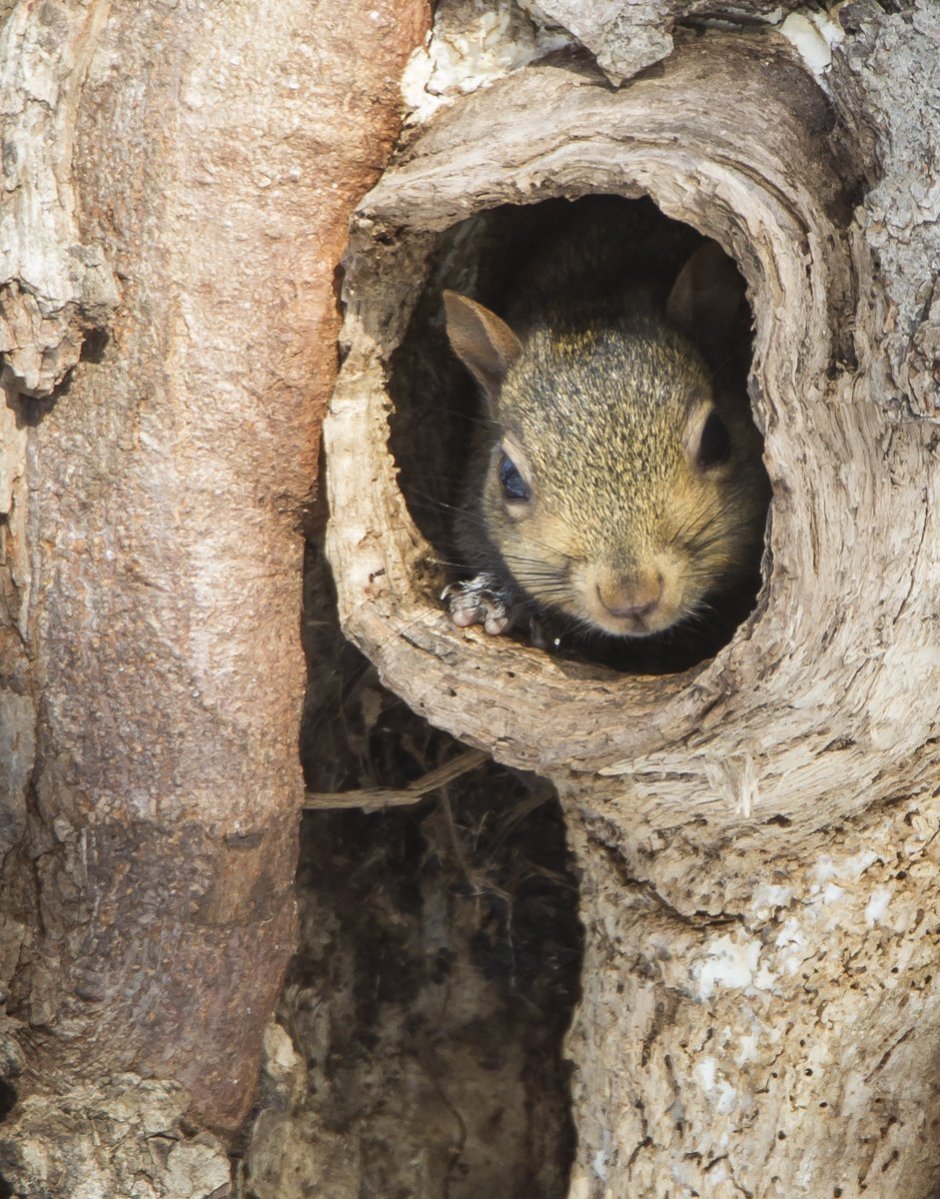 Беличье Гайно