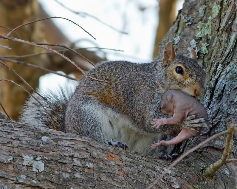 Беременная белка