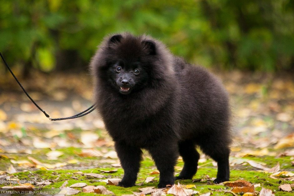 Японский шпиц маленький