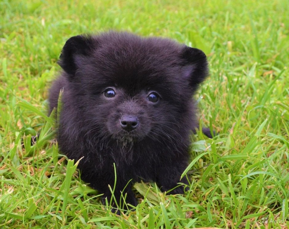 Японский шпиц черный