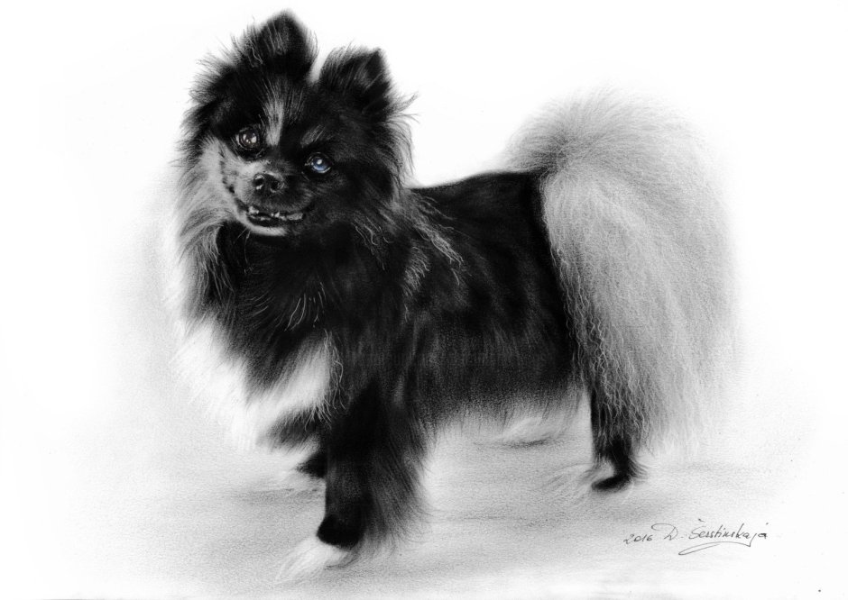 Померанский шпиц черно белый