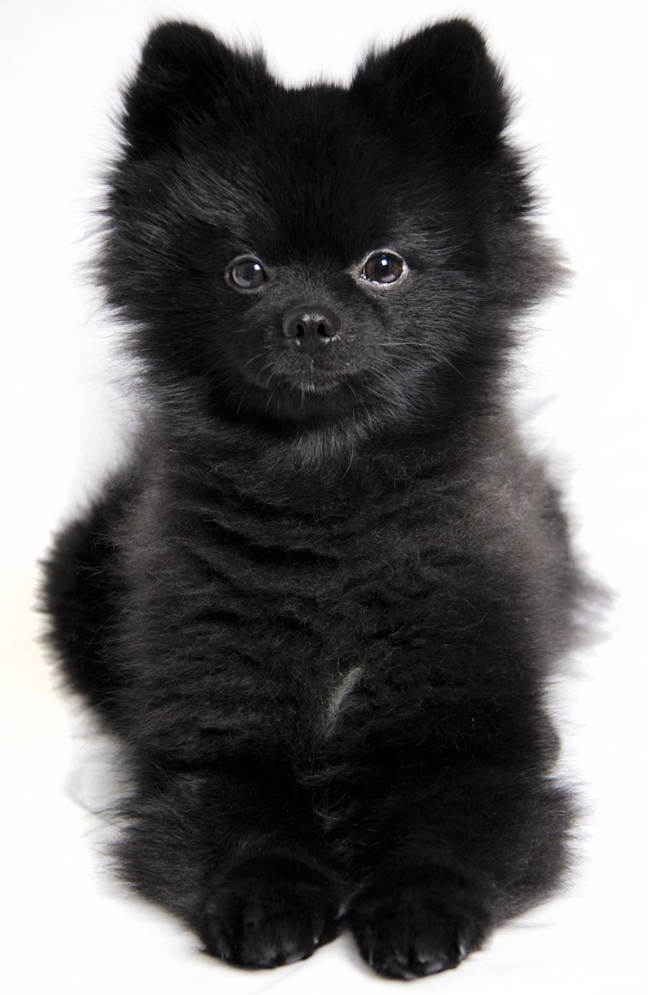 Арктический шпиц самоед