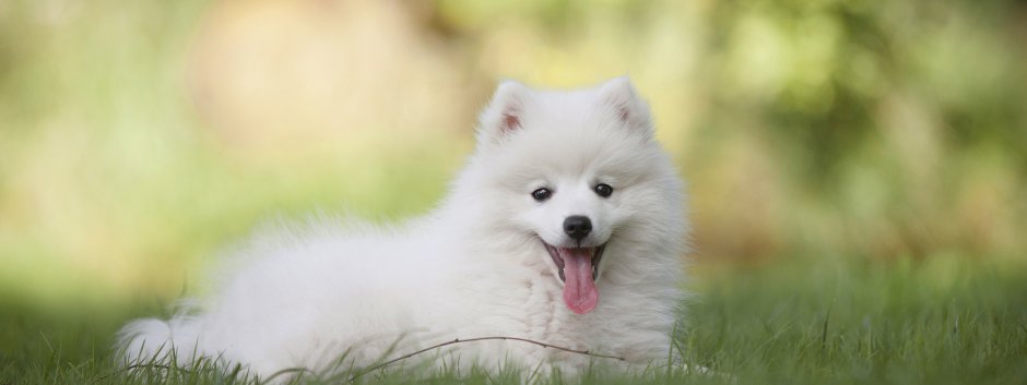 Японский шпиц и самоед