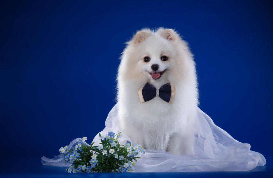 Шпиц чёрный деввачка