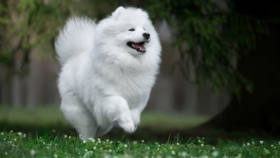 Японский шпиц карликовый