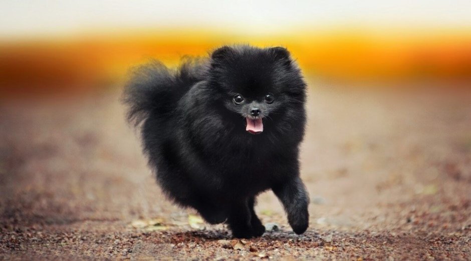 Карликовый самоед