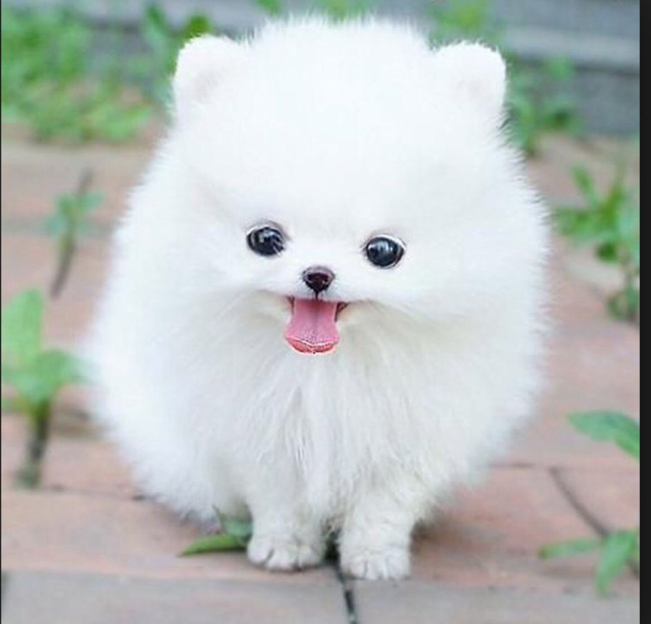 Арктический шпиц самоед