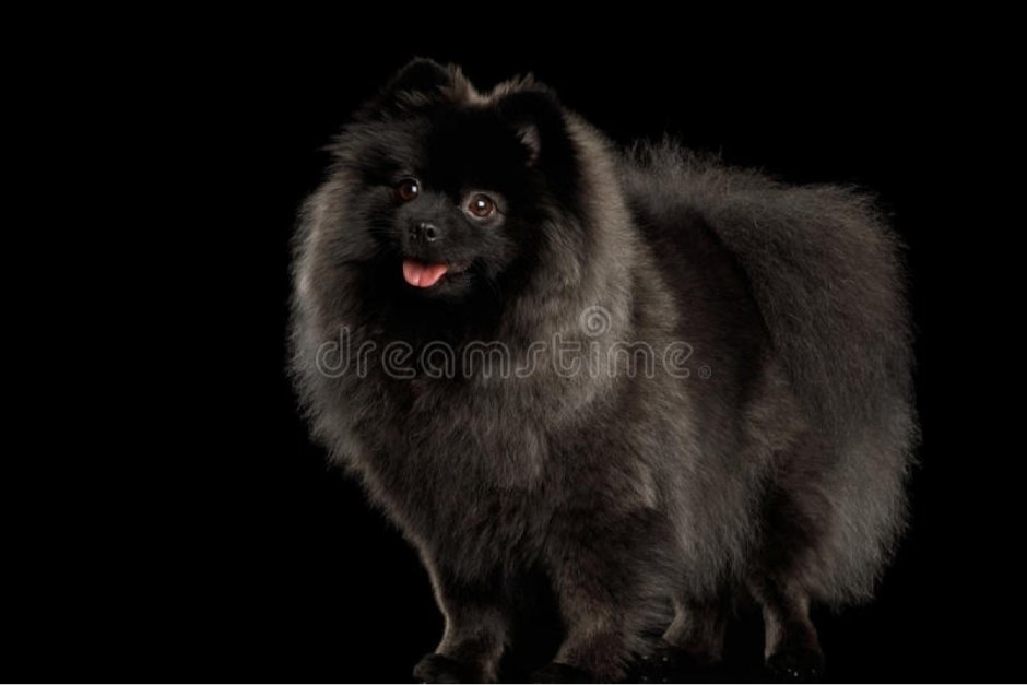 Померанский шпиц на черном фоне