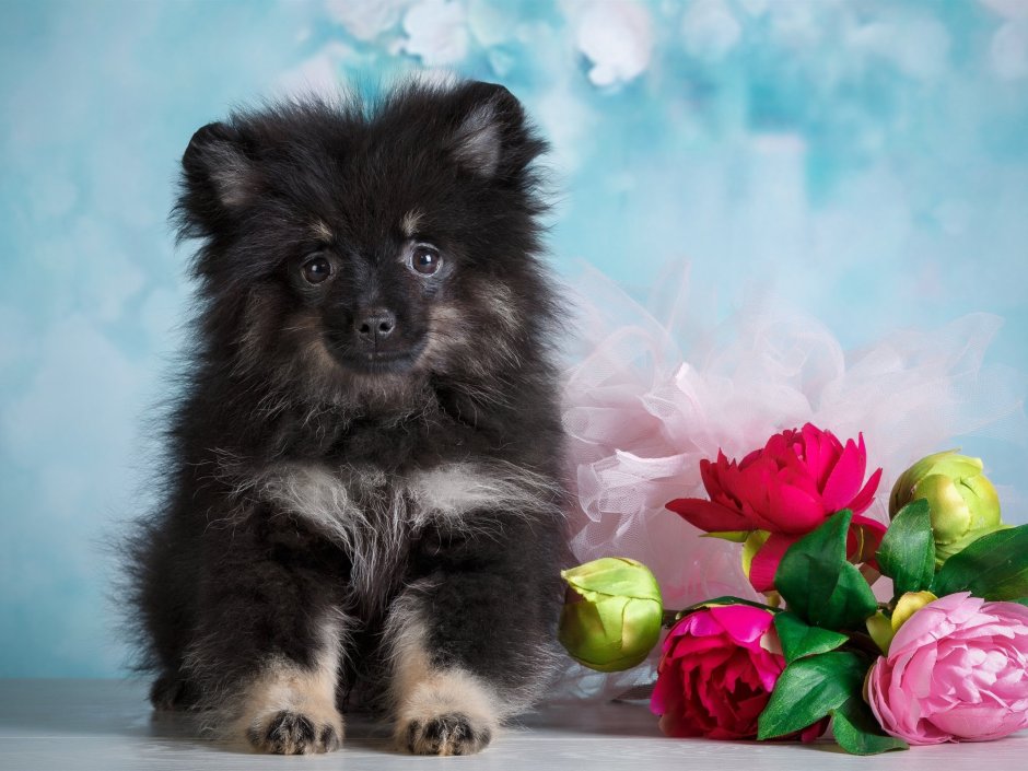 Самоедская лайка