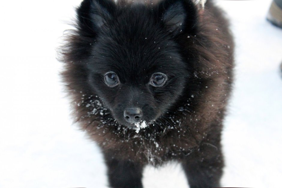 Японский шпиц черный