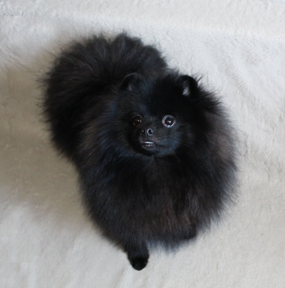 Черно белый пятнистый шпиц