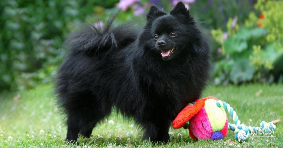 Японский шпиц