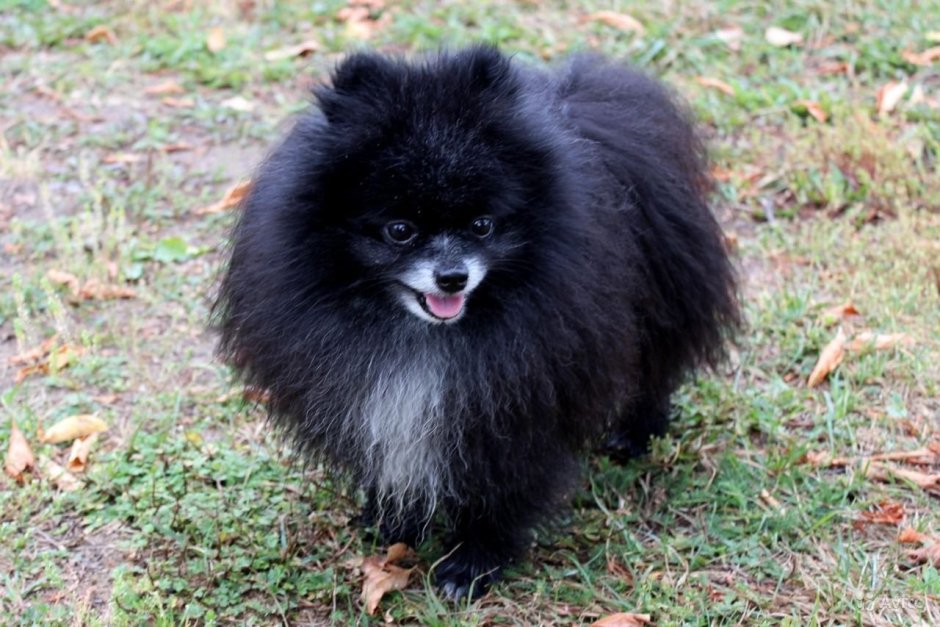 Шпиц померанский карликовый белый