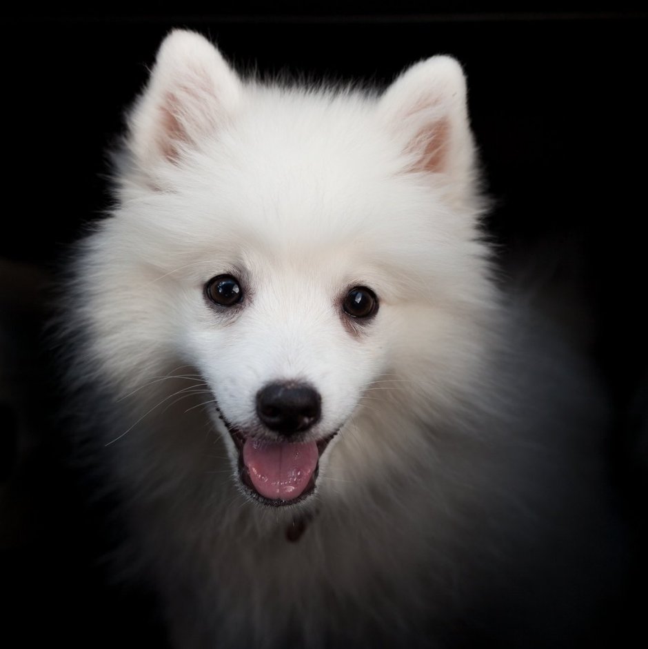 Японский шпиц щенок