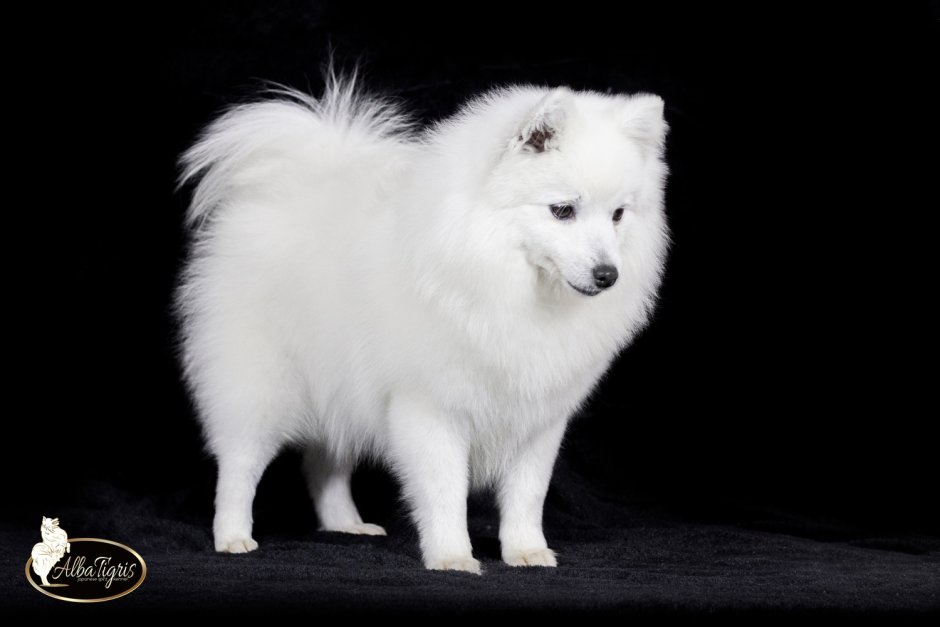 Щенки Близнецы Шпицы