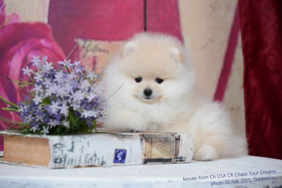 Японский шпиц щенок