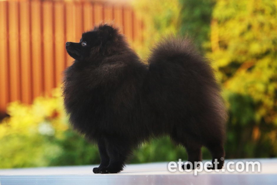 Шпиц черный
