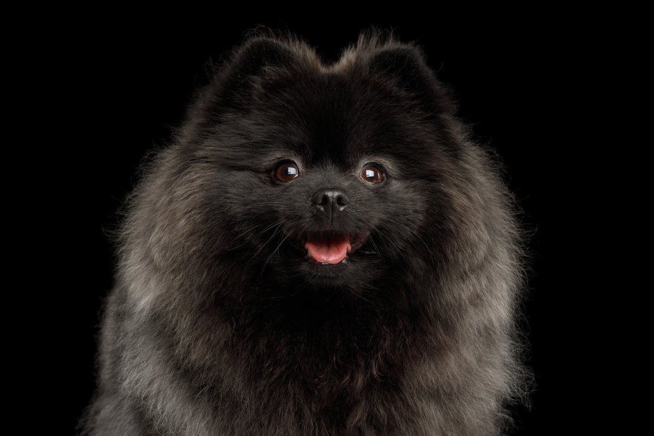 Малый шпиц черный