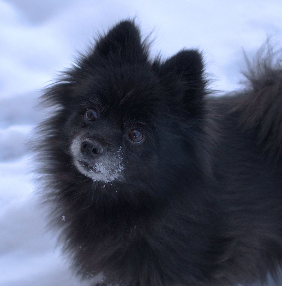 Пушистая собака с хорошим характером