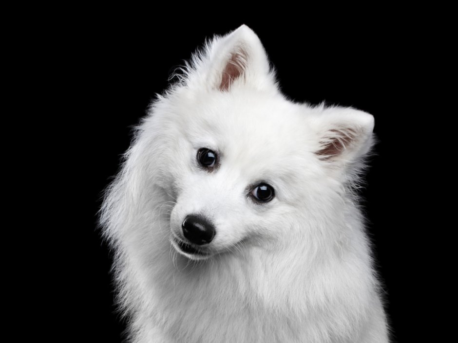 Белый японский шпиц картинки рисунок