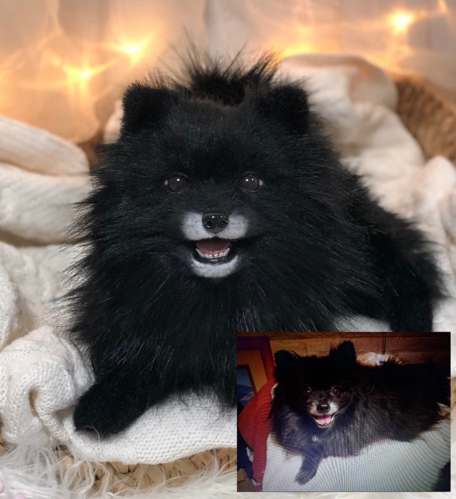 Черный шпиц Эстетика