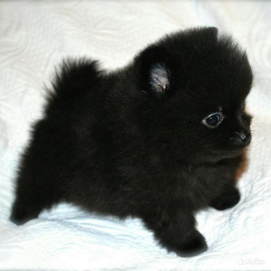 Собака раскраска реалистичная шпиц