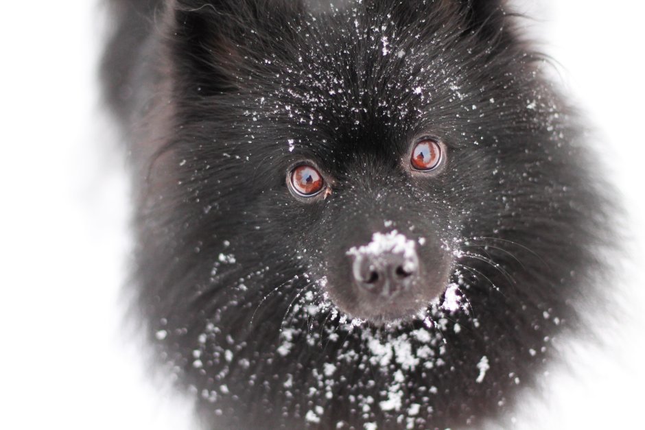 Черный шпиц на снегу