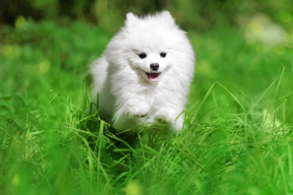 Японский шпиц обои