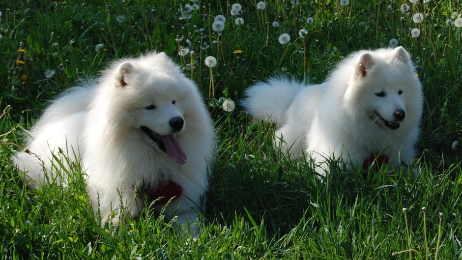 Самоедская лайка