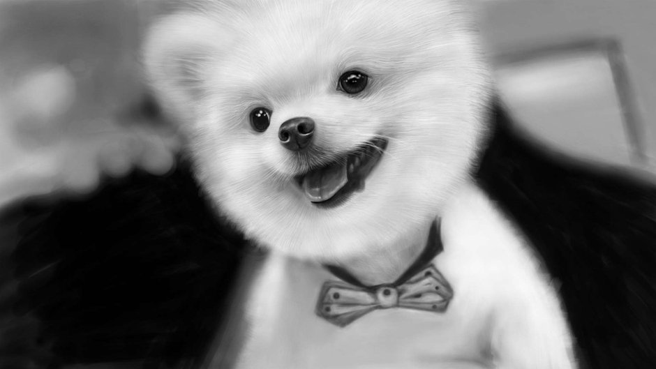 Шпиц померанский малый черный