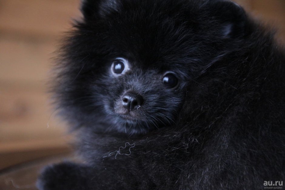 Померанский шпиц черный