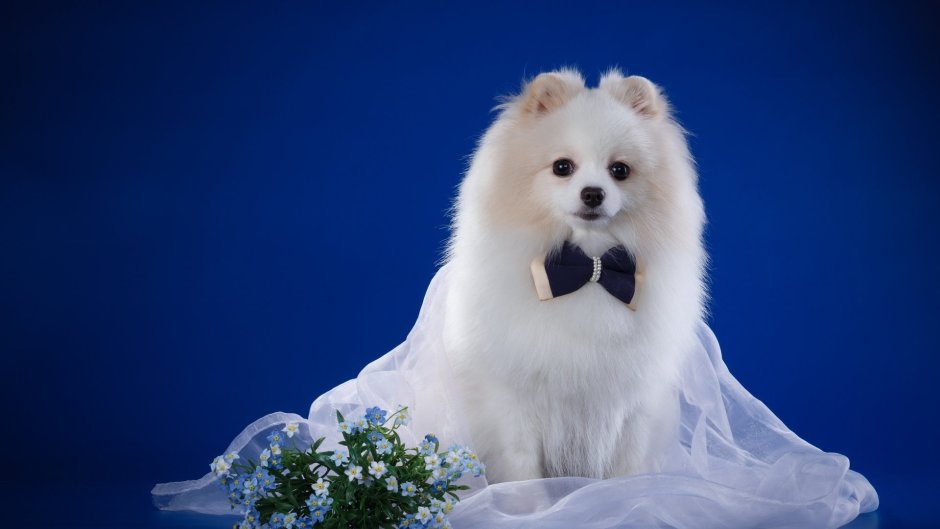 Порода собак японский шпиц