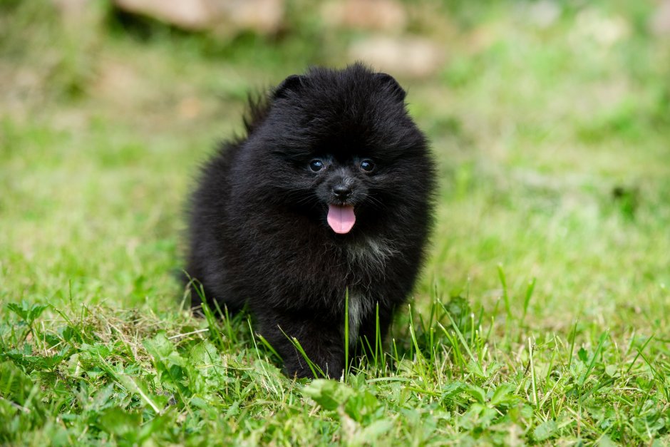 Сибирская лайка самоед