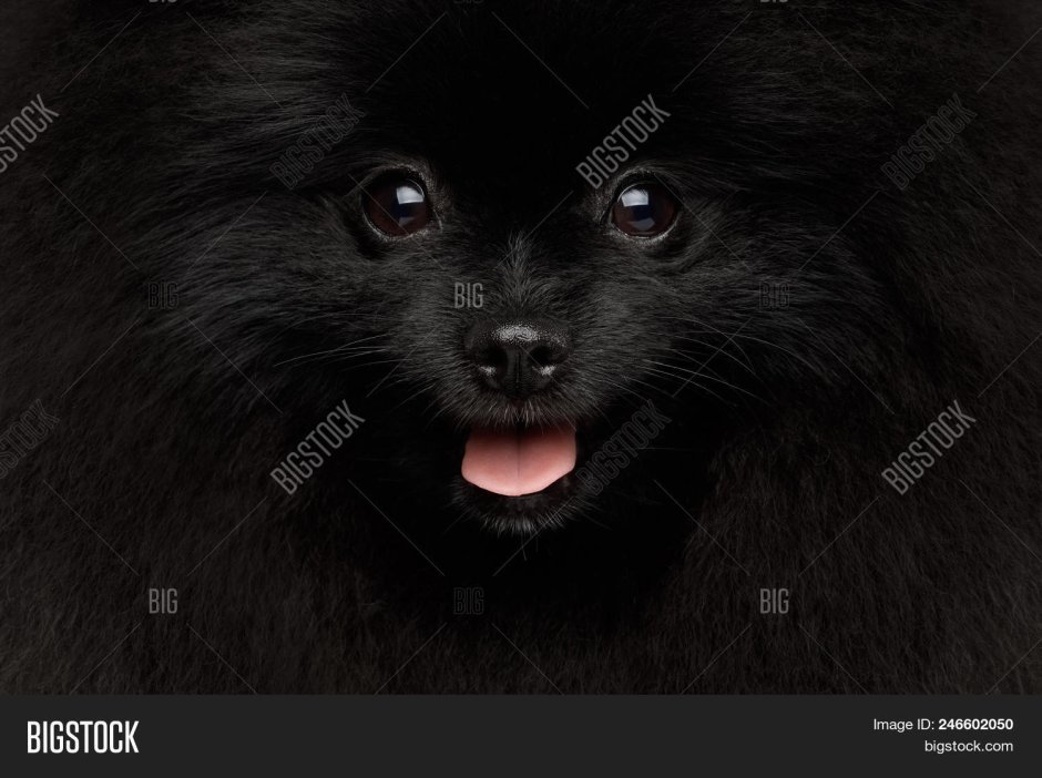 Немецкий шпиц арт