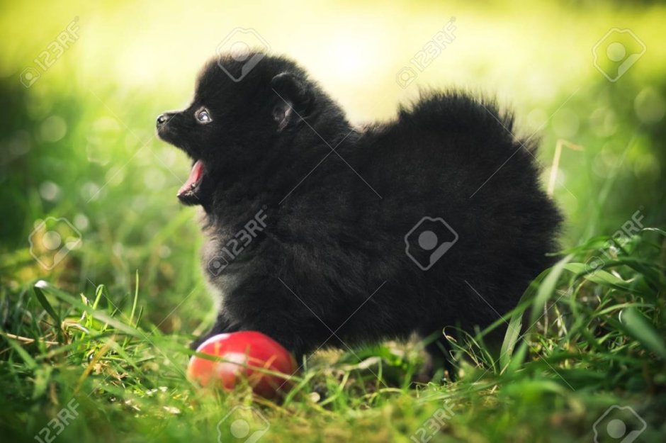 Шпиц померанец белый