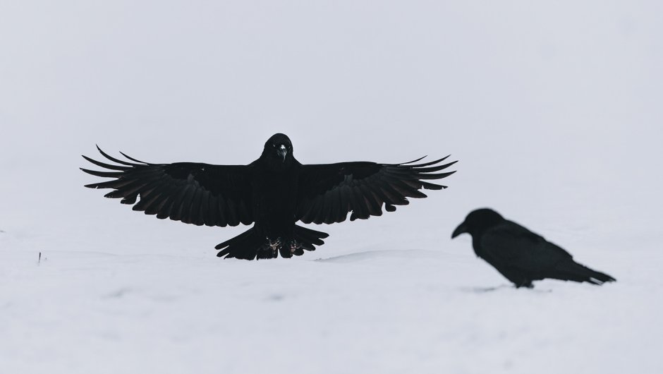 Новокаледонский ворон
