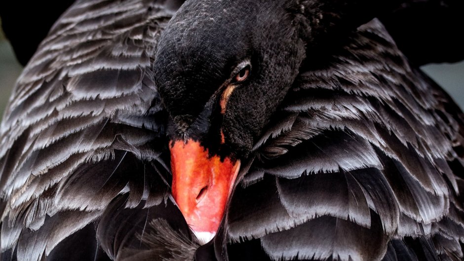 Лилия bald Eagle
