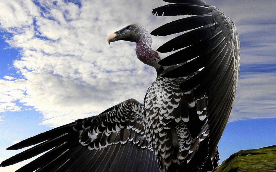Corvus Corax птица