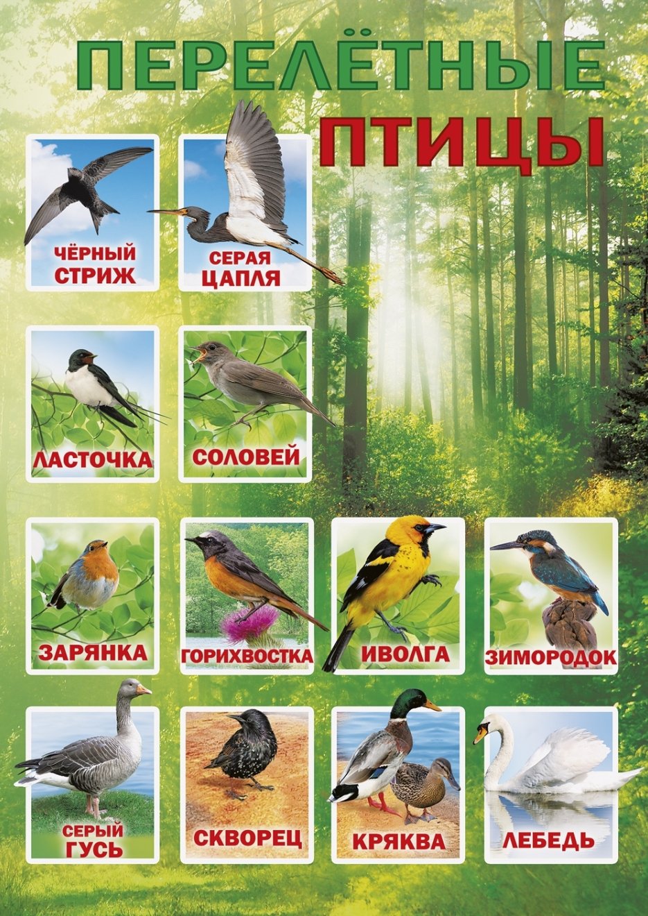 Перелетные птицы беларуси