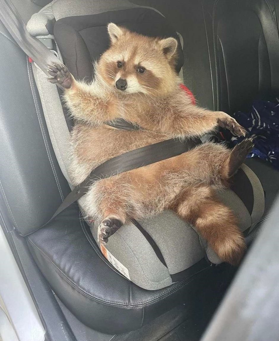 Енот автомобиль