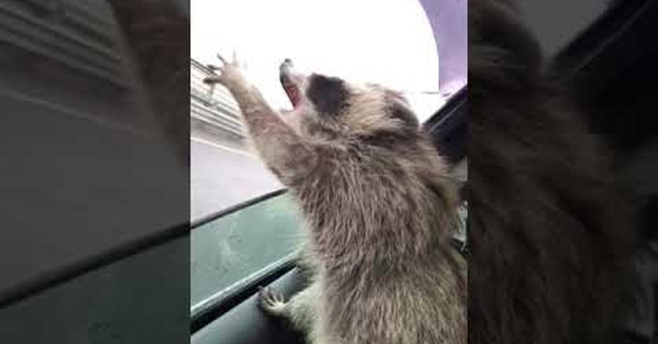 Енот в автобусе