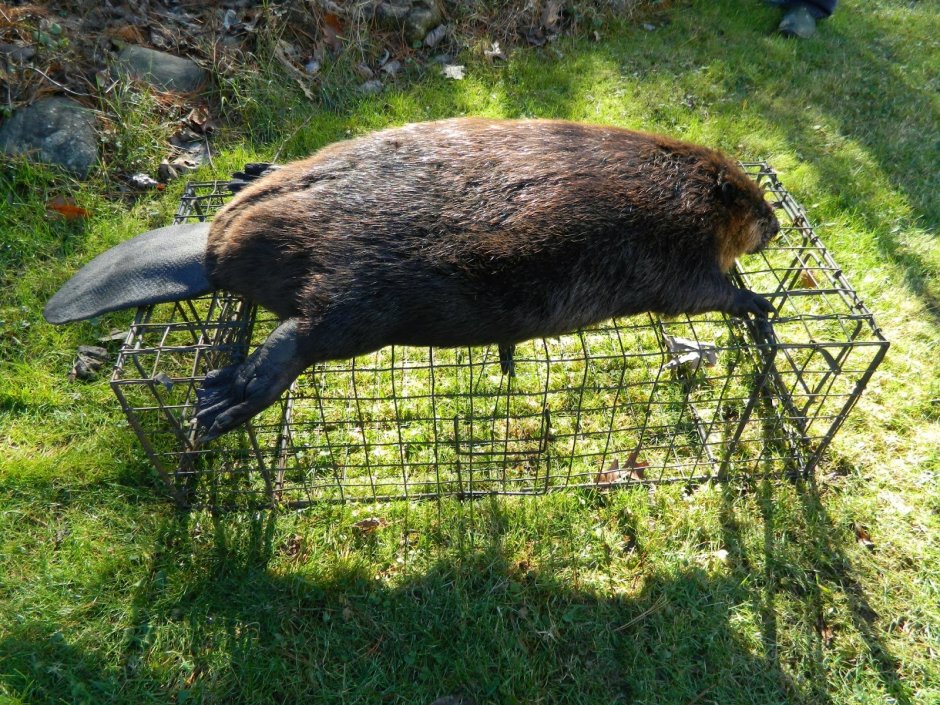 Giant beaver
